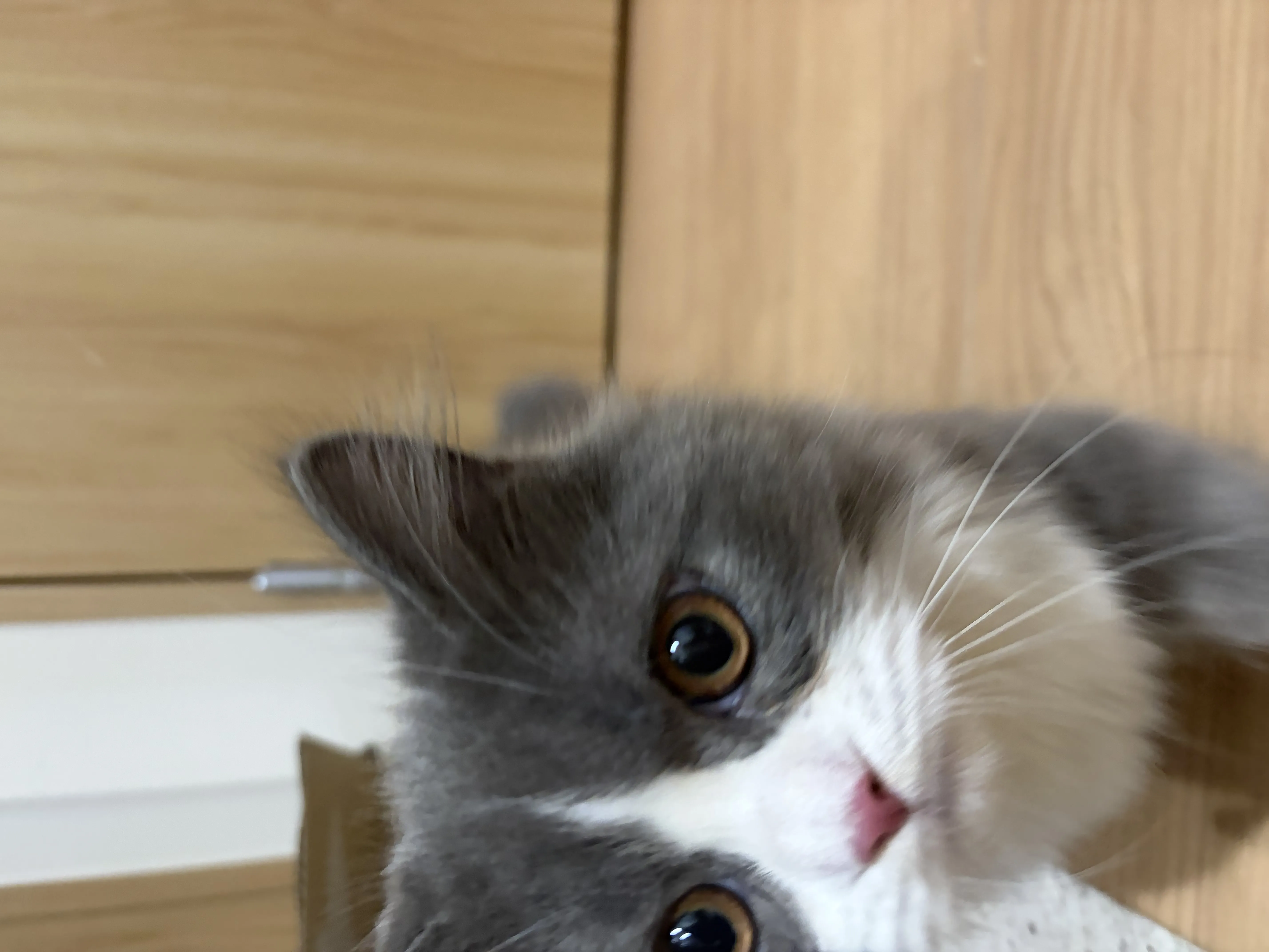 ましろの写メ日記