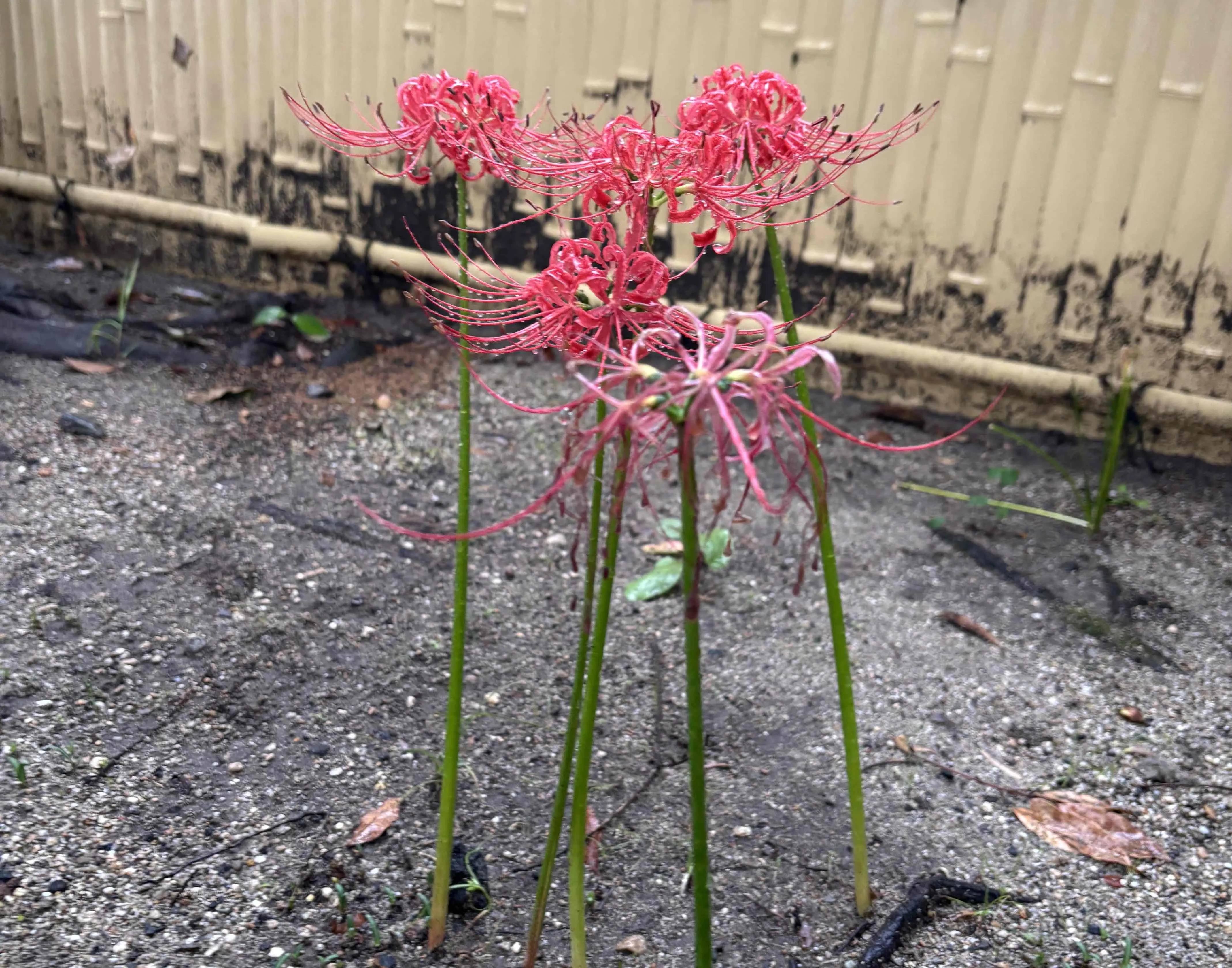 ももの写メ日記